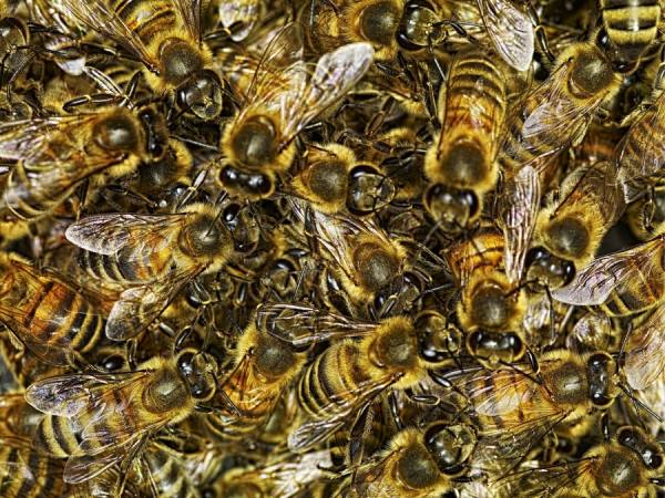 Photograph Marc Tule Bee Swarm on One Eyeland